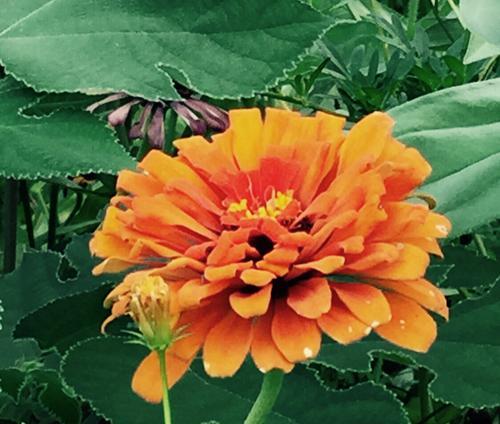 表示友情的花花语是什么？如何用花表达友情？