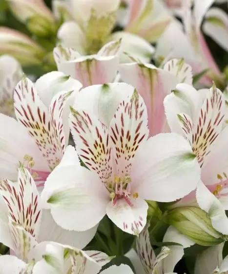 表示友情的花花语是什么？如何用花表达友情？