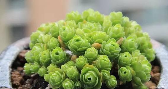 多肉植物生长温度是多少度？如何为它们创造最佳环境？