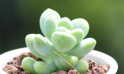 多肉植物生长温度是多少度？如何为它们创造最佳环境？
