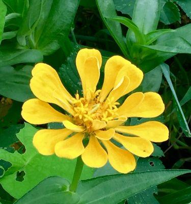 表示友谊的花花语是什么？如何用花表达友谊？