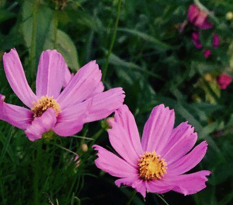 表示友谊的花花语是什么？如何用花表达友谊？