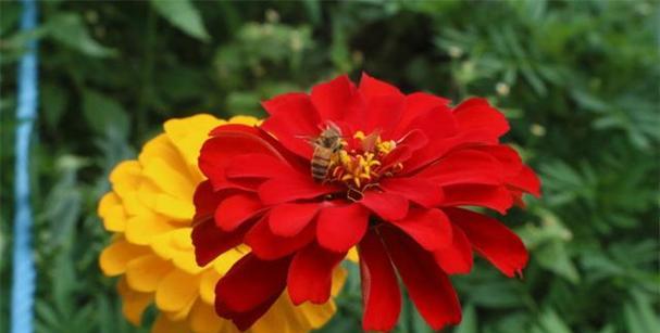 表示友谊长存的花花语是什么？如何用花表达长久的友谊？