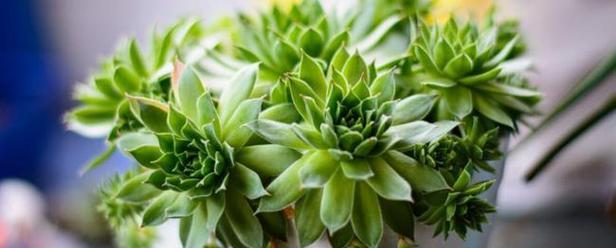 多肉植物属于草本植物吗？它们的分类和特点是什么？