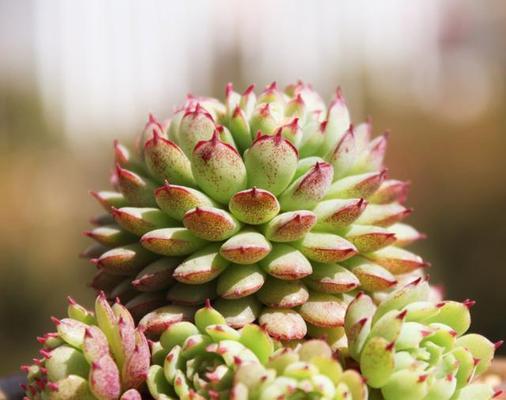 多肉植物喜阳还是喜阴？如何正确养护？