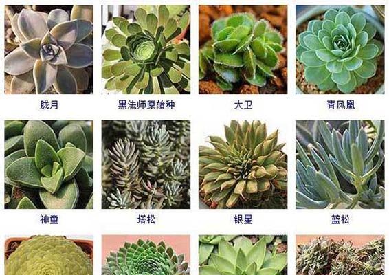 多肉植物喜阳还是喜阴？如何正确养护？