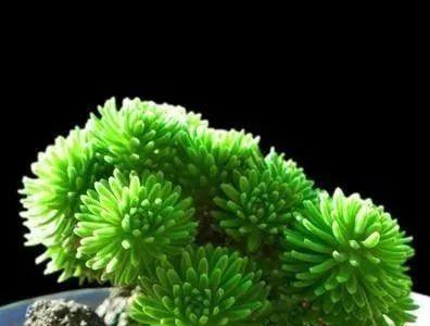 多肉植物喜阳还是喜阴？如何正确养护？