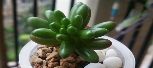 多肉植物适合什么土种植？如何选择合适的土壤类型？