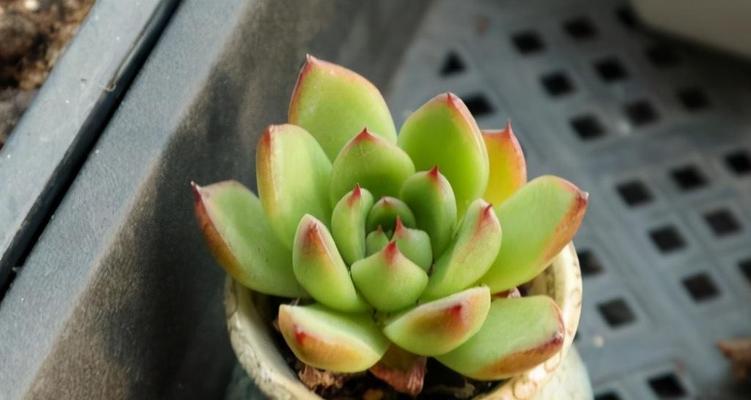 多肉植物喜欢阳光吗？喜阳还是喜阴的常见问题解答