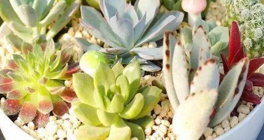 多肉植物喜欢阳光吗？喜阳还是喜阴的常见问题解答