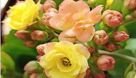 表示长寿的花有哪些？花语中长寿的花是什么？