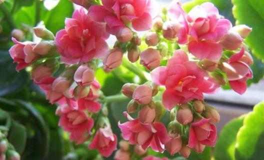 表示长寿的花有哪些？花语中长寿的花是什么？