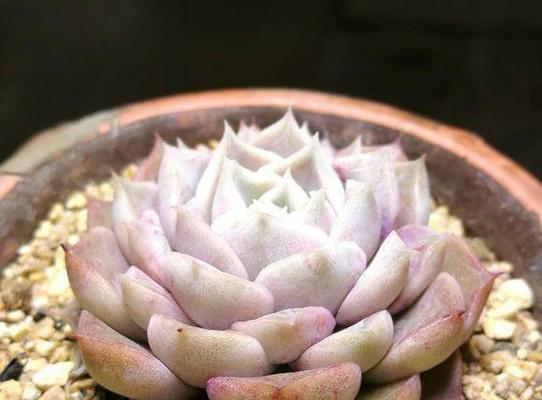 多肉植物用什么肥料最好？如何选择合适的肥料？