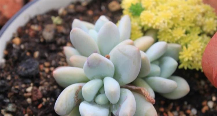 多肉植物用什么肥料最好？如何选择合适的肥料？