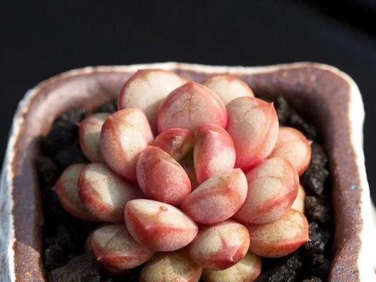 多肉植物用什么肥料最好？如何选择合适的肥料？
