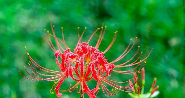 表示重逢的花有哪些？花语中重逢的花代表什么？