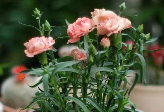 表示重逢的花有哪些？花语中重逢的花代表什么？