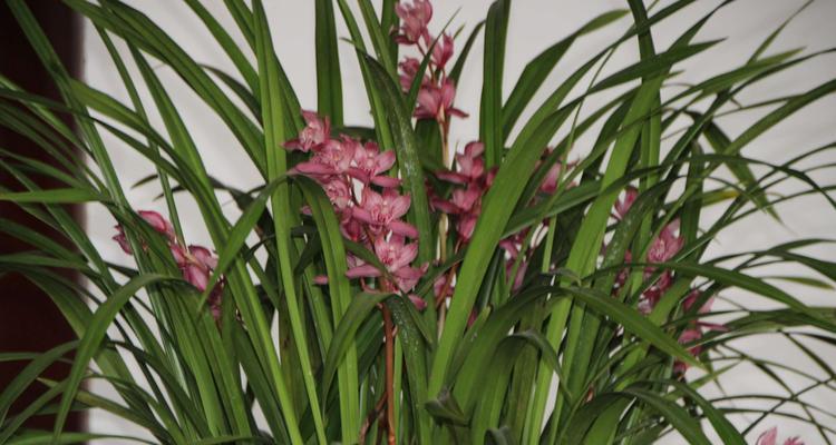 表示重逢的花有哪些？花语中重逢的花代表什么？