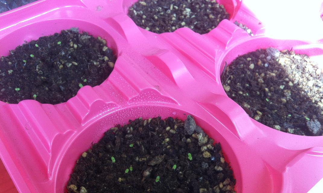 多肉植物有种子吗？如何正确播种和繁殖多肉？