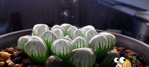 多肉植物有种子吗？如何正确播种和繁殖多肉？