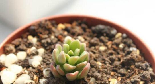多肉植物有种子吗？如何正确播种和繁殖多肉？