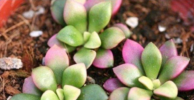 多肉植物在夏天怎么养护？高温下如何保持多肉健康生长？