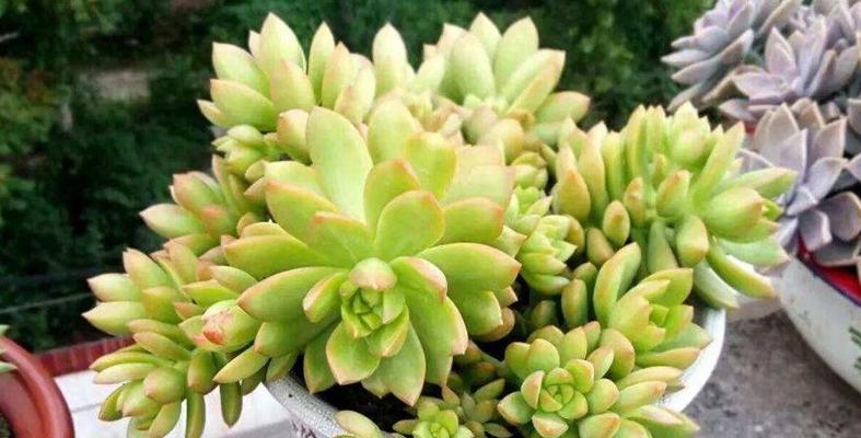 多肉植物爆盆养殖方法是什么？如何实现多肉植物爆盆效果？