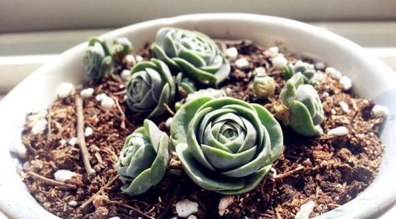 多肉植物爆盆养殖方法是什么？如何实现多肉植物爆盆效果？