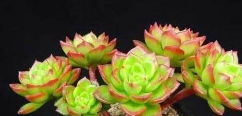 多肉植物怎么分方法？分株步骤和注意事项是什么？