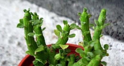 多肉植物怎么分方法？分株步骤和注意事项是什么？