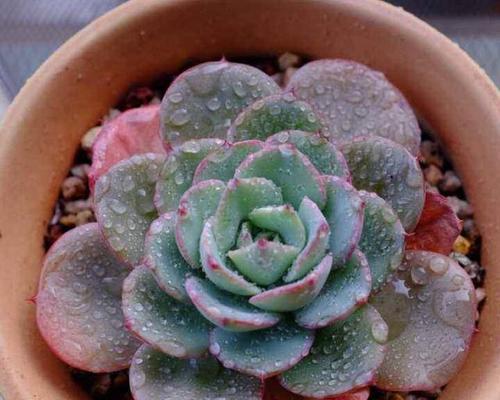 多肉植物怎么分方法？分株步骤和注意事项是什么？