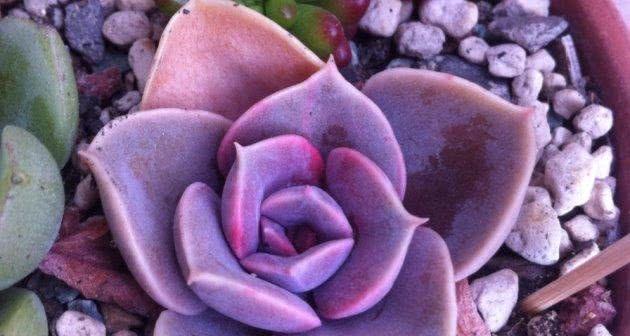 多肉植物冬季养护指南？如何确保它们安全过冬？