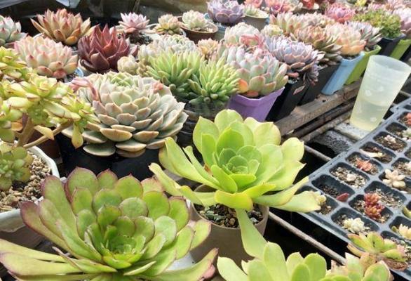 多肉植物冬季养护指南？如何确保它们安全过冬？