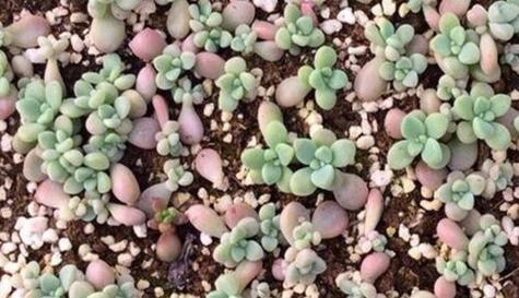 多肉植物配土方法是什么？如何正确配制种植土？