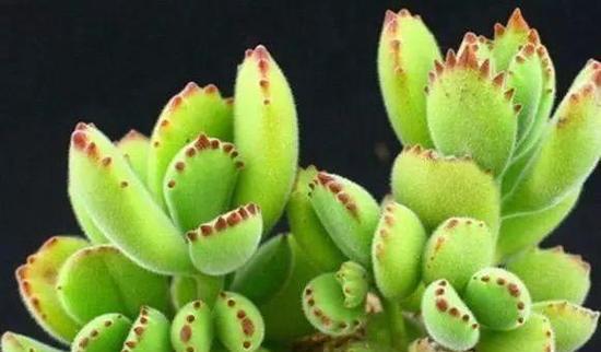 多肉植物配土方法是什么？如何正确配制种植土？