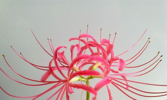 表示自负的花花语是什么？自负的花有哪些特点？