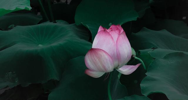 自律的花花语是什么意思？代表自律的花有哪些？