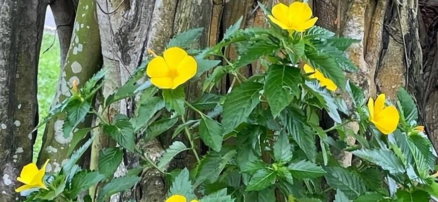 自律的花花语是什么意思？代表自律的花有哪些？