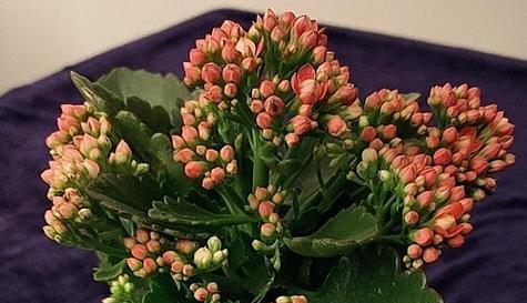 表示尊敬崇高的花花语是什么？如何正确表达尊敬与崇高？