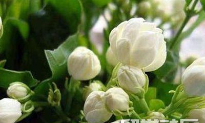 表示尊敬的花花语是什么？如何用花表达尊敬？