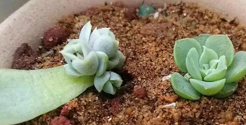 多肉种子播种后多久发芽？发芽时间需要多久？