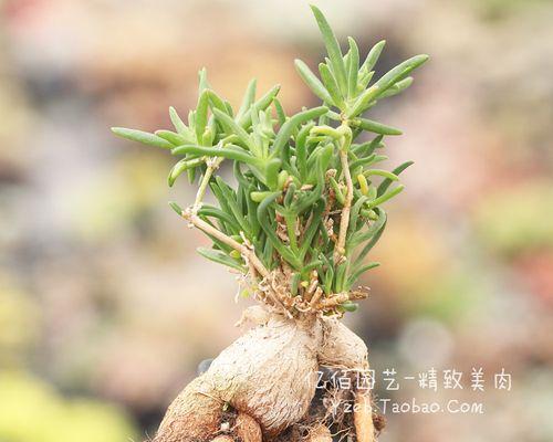 多肉种子是怎么来的？购买和培育方法有哪些？