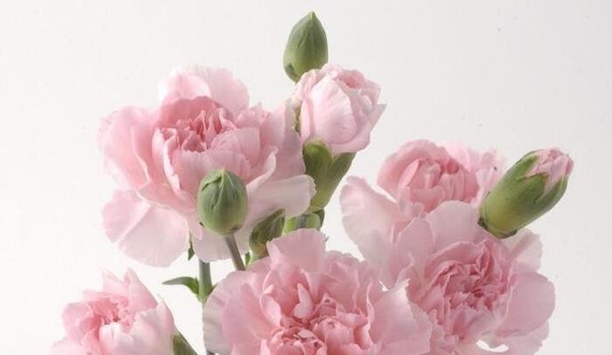 表示尊敬老师的花花语是什么？如何选择合适的花来表达敬意？