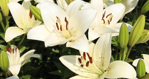表示尊敬师长的花花语是什么？如何选择合适的花朵来表达敬意？