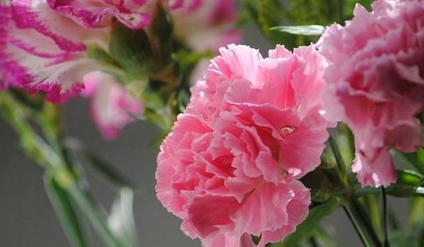 表示尊重的花花语是什么？如何用花表达尊重？