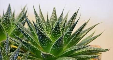 波露花代表什么意思？波露花的花语和象征意义是什么？