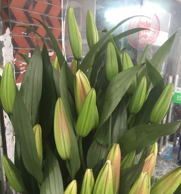 多头百合养护方法有哪些？如何确保花开得更久？