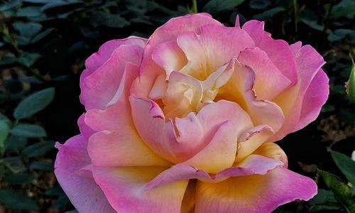 不同颜色的月季花代表什么花语？如何选择合适的颜色表达情感？