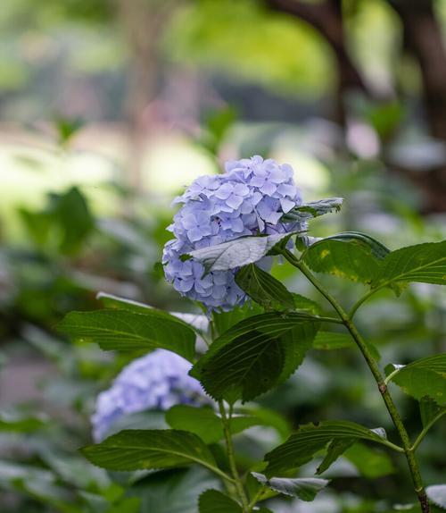 紫阳花有哪些颜色？不同颜色的紫阳花代表什么花语？