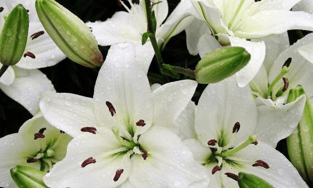 不同颜色百合花语是什么？如何根据颜色选择百合花？